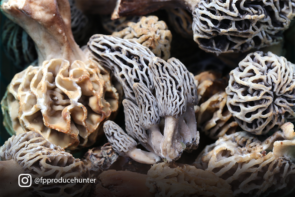 freshpoint-morels-mushrooms-produce-hunter Morels! Image courtesy Karen Beverlin, vice president of Specialty Sales at The Produce Hunter.