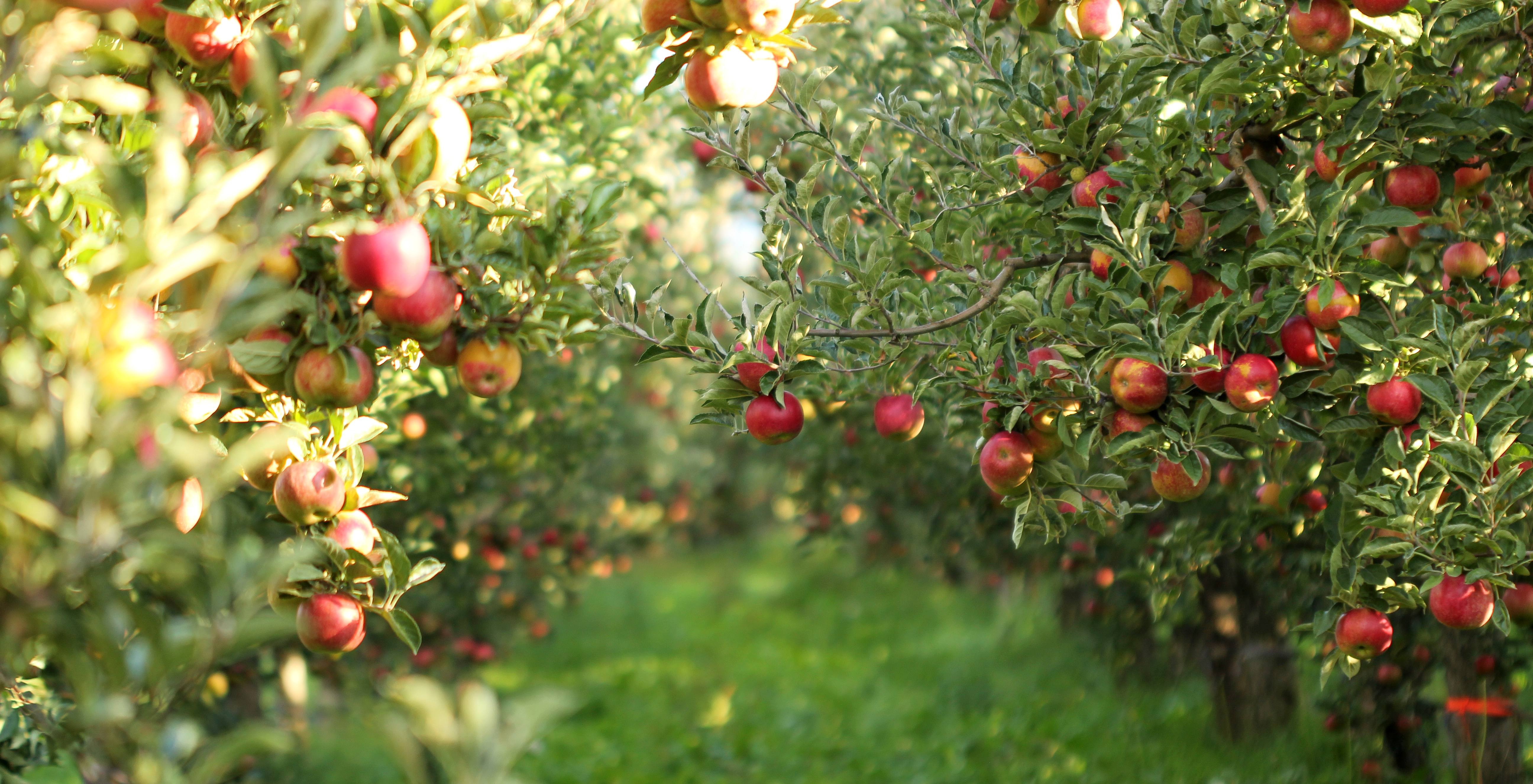 Ripe Apples in Orchard ready for harvesting heirloom-apples-freshpoint-produce