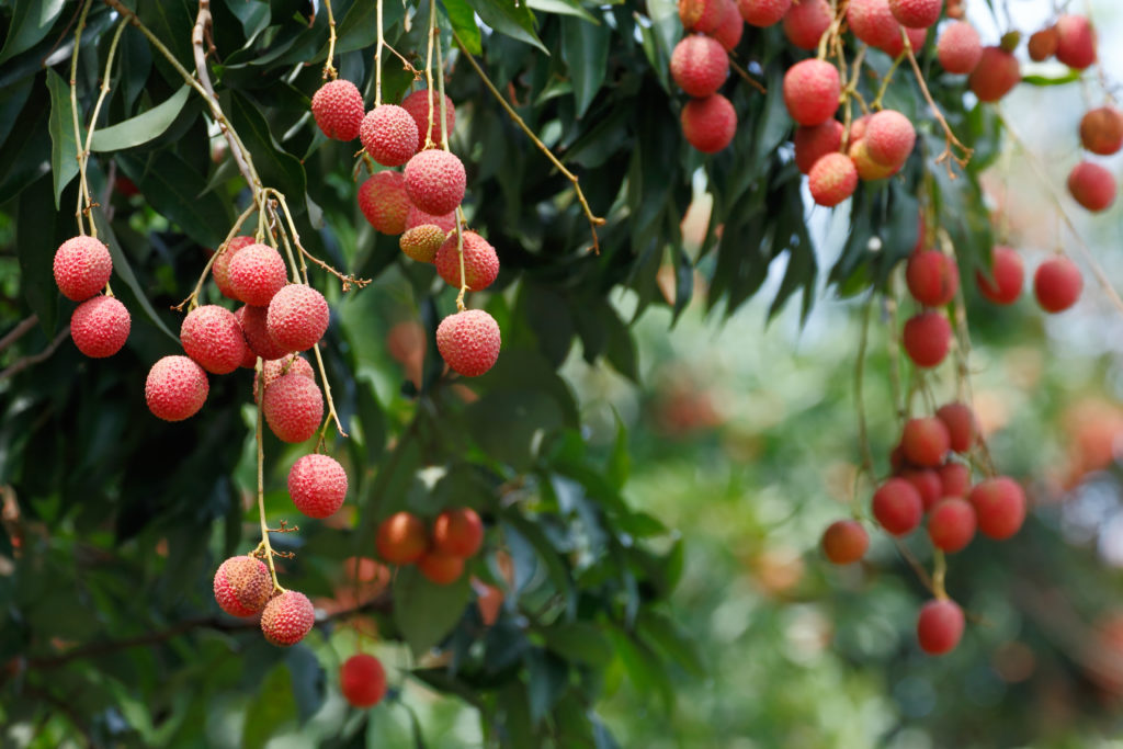 FreshPoint Florida Lychee limited season, limitless flavor