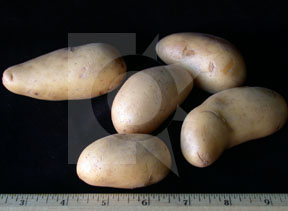 amandinefingerlingpotatoes4