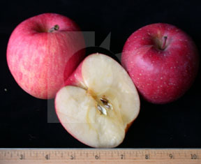 aomoriapple4
