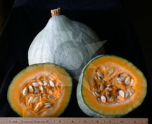 FreshPoint | Baby Blue Hubbard Squash