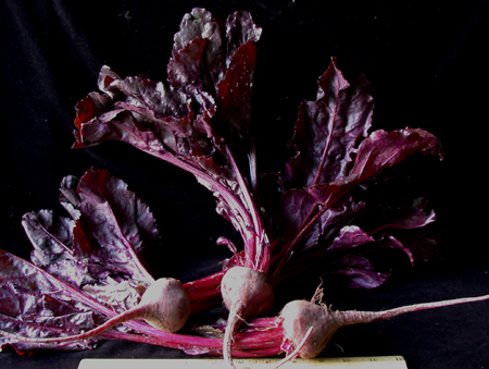 babybullsbloodbeet150
