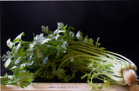 babycelery150