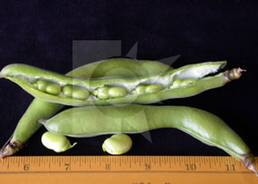 FreshPoint | Baby Fava Bean *L*S*