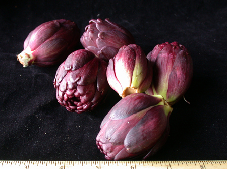 babypurpleartichoke150