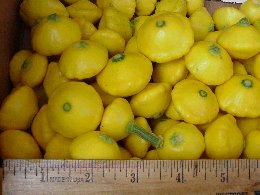 babysummeryellow