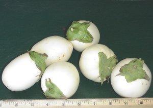 babywhiteeggplant