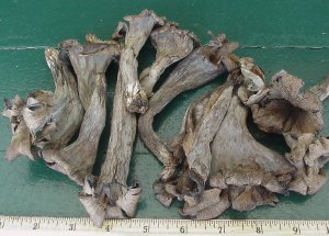 blacktrumpet