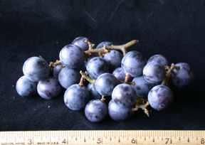 concordgrape4