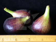 figbrownturkey3