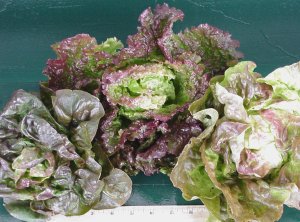 heirloomlettucemix