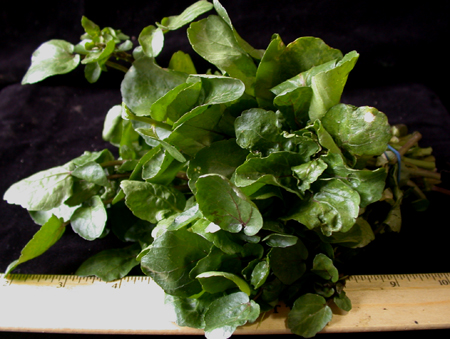 jaimefarmwatercress150