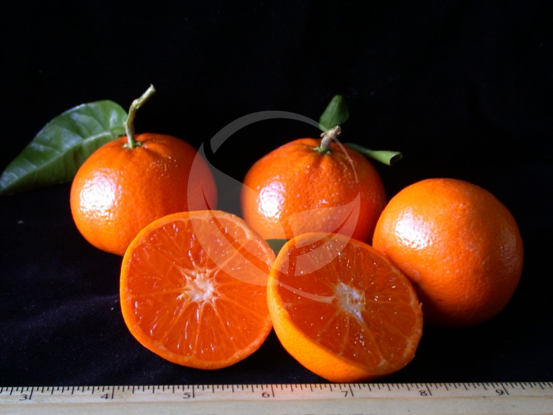 FreshPoint  Why Clementines are Mandarins, but not all Mandarins