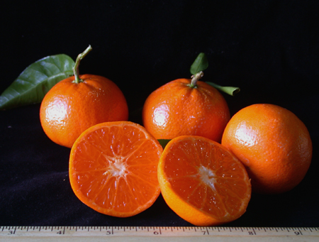 murcottmandarin150
