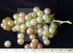 muscatgrape4
