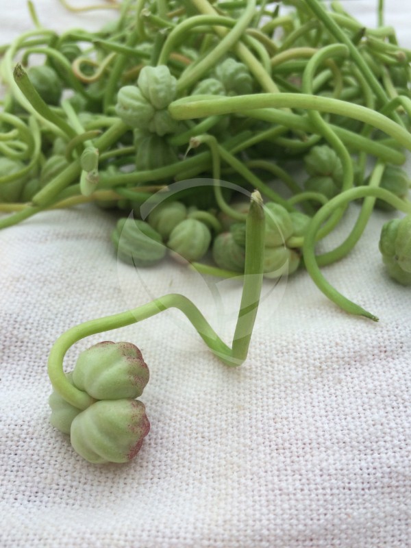 nasturtium-pods
