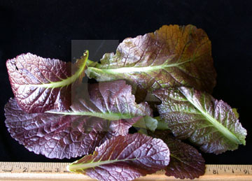 osakapurplemustardgreens5a