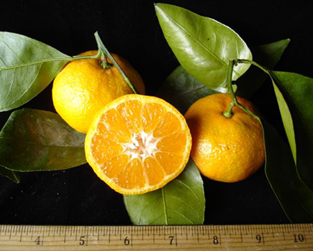 FreshPoint  Why Clementines are Mandarins, but not all Mandarins