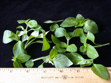 petitenutmegbasil150
