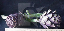 purpleartichoke3