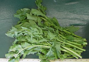 rapini