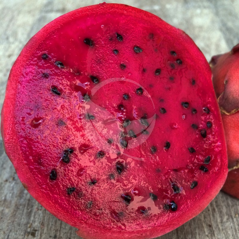 red-dragon-fruit