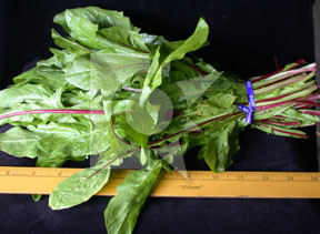 reddandeliongreens4