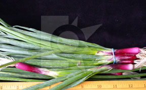 redonionshoots4
