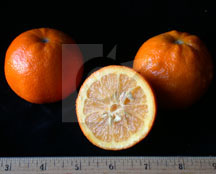 sevillesourorange3
