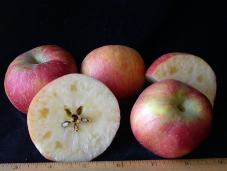 spritzenberghloomapple150
