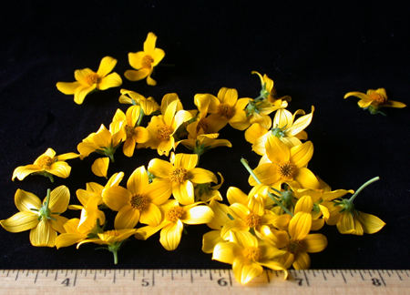 sundaisy150