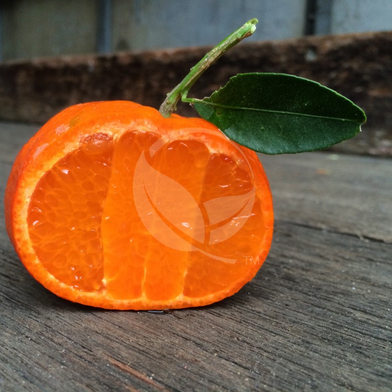tangerine-tango