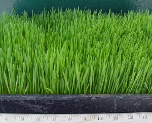 wheatgrassiii