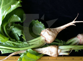 whitebeet4a