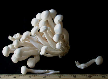 whiteclamshellmushroom150