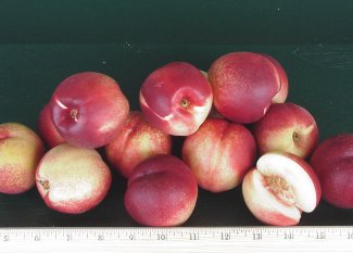 whitenectarinesii