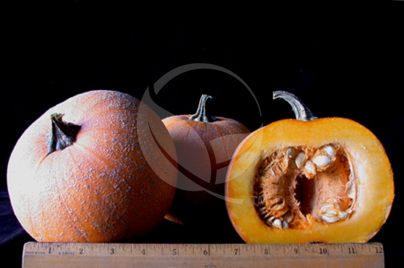 winterluxurypiepumpkiniii150