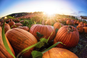 pumpkins-freshpoint-produce