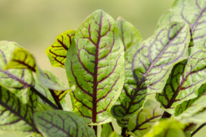 Hearts of Fire Sorrel is the perfect Valentine's Day garnish.